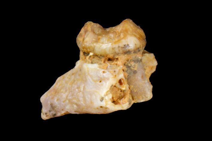 Eocene Primate (Necrolemur) Tooth Fossil - France #179996